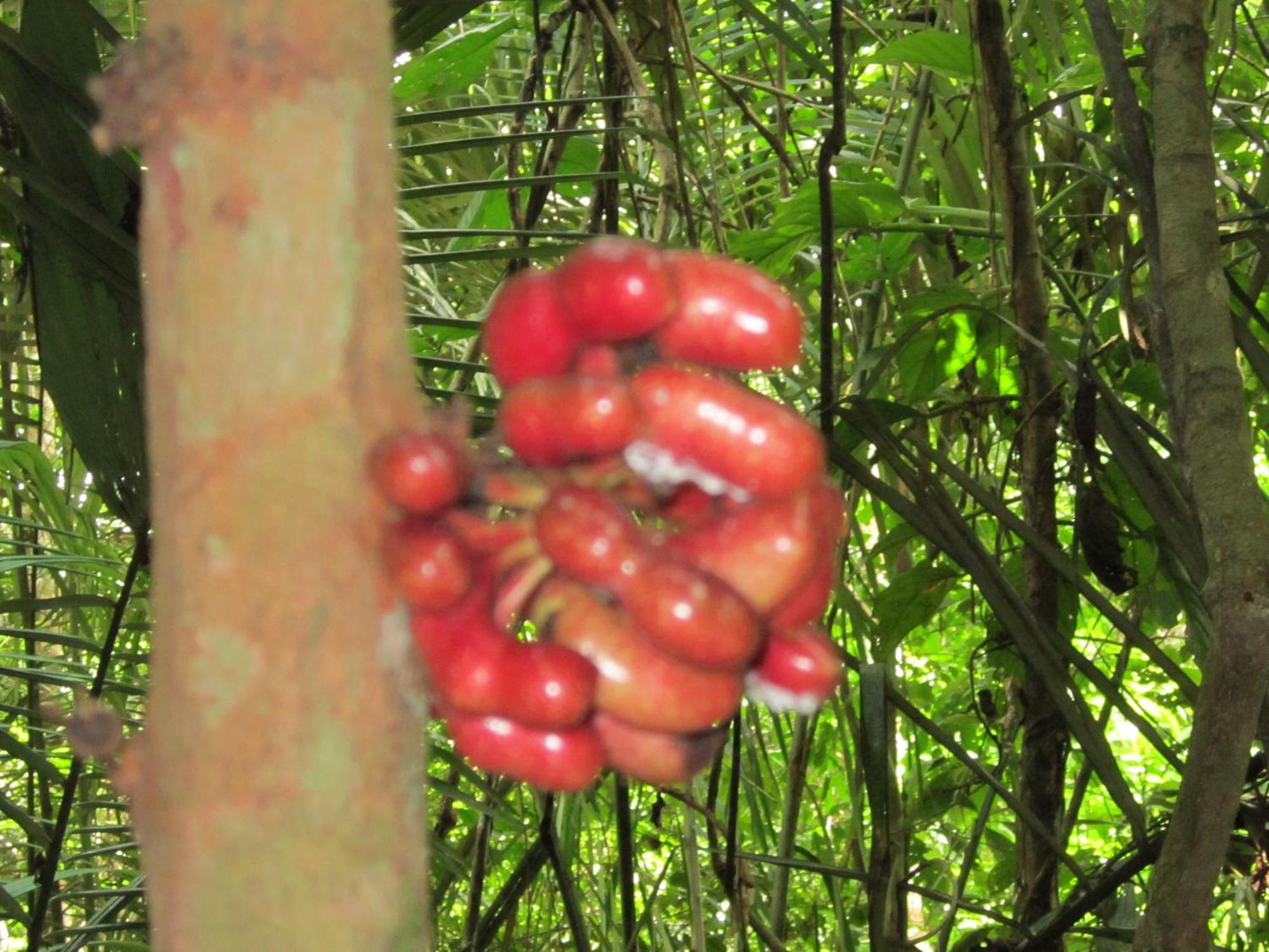 Tambopata River Puerto Maldonado Zewnętrze zdjęcie