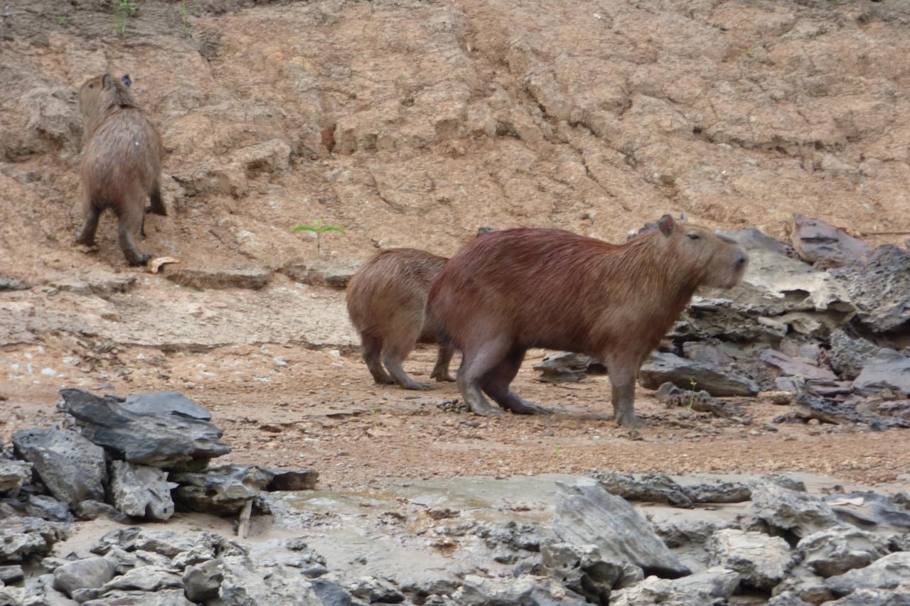 Tambopata River Puerto Maldonado Zewnętrze zdjęcie